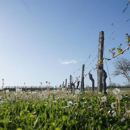 Entre Pierre Et Vigne - Charming Former Winery Farmhouse With Hot Tub & Swimming Pool Monestier  Eksteriør billede