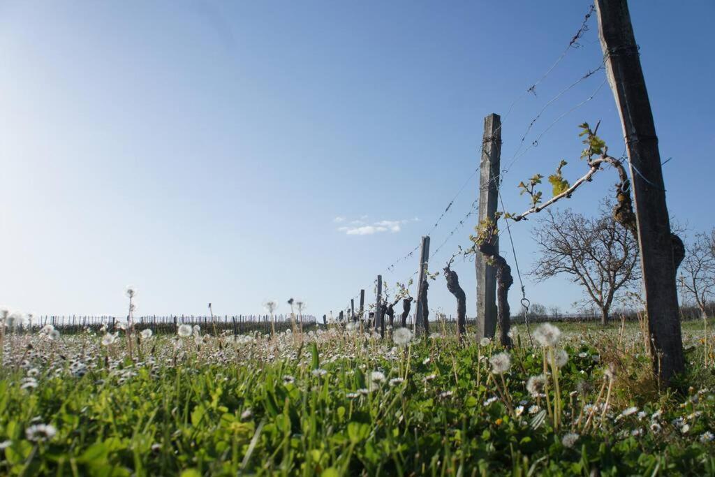 Entre Pierre Et Vigne - Charming Former Winery Farmhouse With Hot Tub & Swimming Pool Monestier  Eksteriør billede